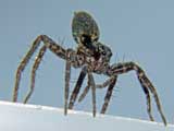 Pardosa lugubris