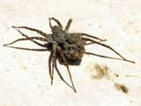 Pardosa wagleri