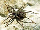 Pardosa wagleri