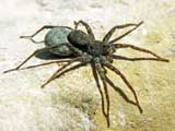 Pardosa wagleri