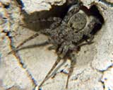 Pardosa wagleri