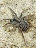 Xerolycosa nemoralis