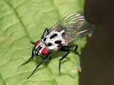 Anthomyia pluvialis