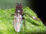 Chloropidae