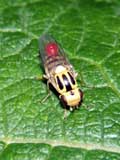 Thaumatomyia notata