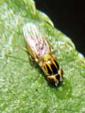 Thaumatomyia notata