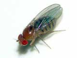 Drosophila sp.