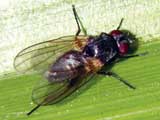 Lauxaniidae