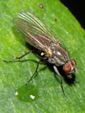 Lauxaniidae