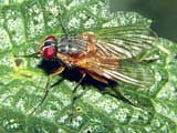 Phaonia rufiventris