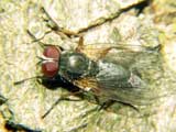 Phaonia sp.