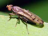 Opomyza florum