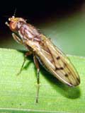 Opomyza florum