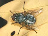 Sarcophagidae