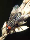 Sarcophagidae