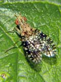 Trypetoptera punctulata