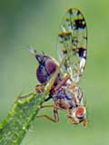 Tephritis hyoscyami