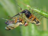 Urophora stylata