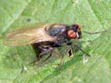 Physiphora alcae