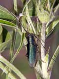 Agapanthia intermedia