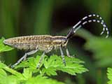 Agapanthia villosoviridescens