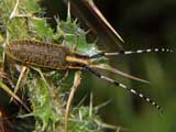 Agapanthia villosoviridescens