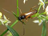 Alosterna tabacicolor