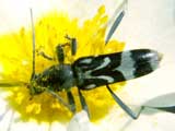 Chlorophorus figuratus