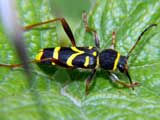 Clytus arietis