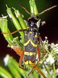 Clytus arietis