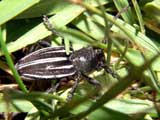 Dorcadion fuliginator