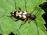 Leptura maculata