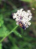 Leptura quadrifasciata