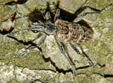 Rhagium inquisitor