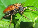 Stictoleptura rubra