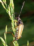 Stictoleptura rubra