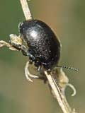 Chrysomelidae