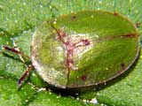 Cassida sp.