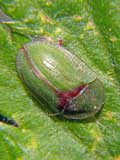 Cassida sp.