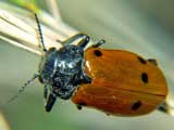 Clytra quadripunctata