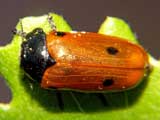 Clytra quadripunctata