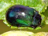 Cryptocephalus hypochaeridis