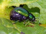 Gastrophysa viridula