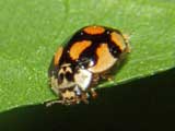 Adalia decempunctata