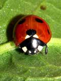 Coccinella 5punctata