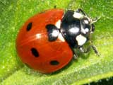 Coccinella sept