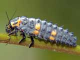 Coccinella quinquepunctata