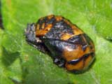 Coccinella quinquepunctata