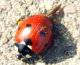 Coccinella sept