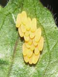 Harmonia axyridis